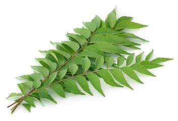 herbs-leaves-curry-leaves-karivepaku-kad